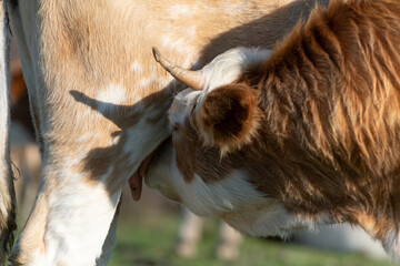 Hungry cow eats milk from other cow udder close up, cow sucks other cow tits
