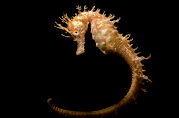 cavalluccio marino