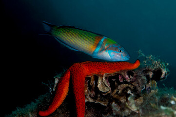 pesce colorato