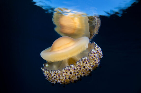medusa cassiopea