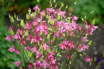 Fototapeta premium Yellow red flowers of the catchment area in the summer garden. Aquilegia vulgaris. Pink flowers.