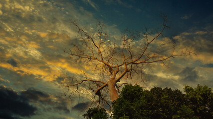 very tall tree with beautiful branches at sunset