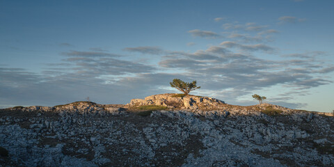 Arbre sur crête Vercors Drôme France
