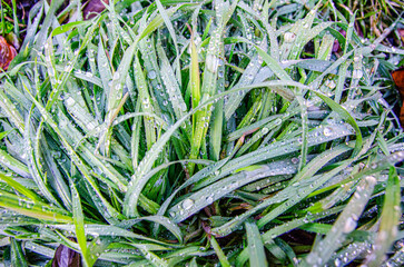 Obraz premium close-up view of grass blades adorned with water droplets, showcasing their intricate details and textures.