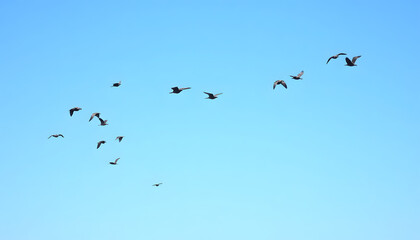 Obraz premium Flock of migratory birds flying in the blue sky against a minimal background