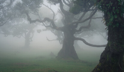Mystical forest scene with crooked trees shrouded in mist, Madeira, Portugal