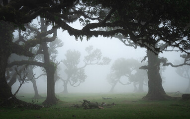 Mystical foggy forest with old crooked trees shrouded in mist, Madeira, Portugal