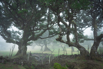 Mystical woodland scene with old crooked trees shrouded in mist, Madeira, Portugal