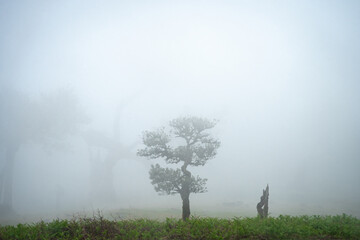 Misty forest landscape with centered lonely tree, Madeira, Portugal