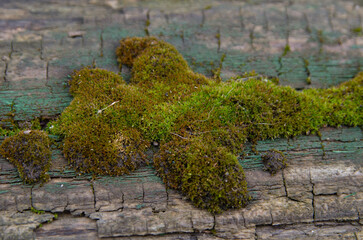 A close-up shot of moss growing on a weathered wooden surface, likely an old tree stump or log. The...