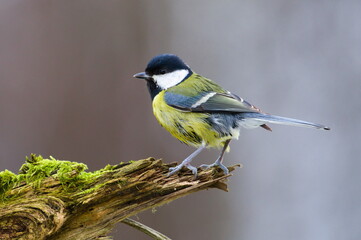 Parus major aka great tit perched on the tree branch covered by moss. Common bird in Czech republic. 