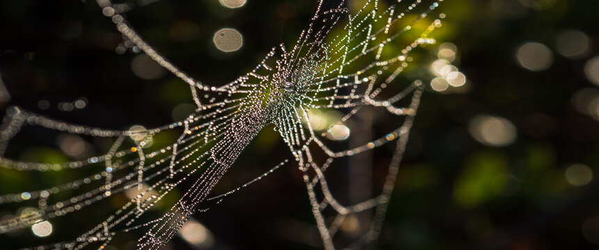 COBWEB - Drops of morning dew on a spider web