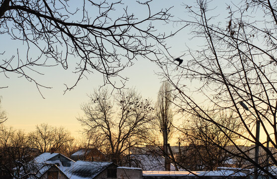 Bare branches of trees in the foreground, snow-covered roofs of houses and bare trees with birds in the background, special mood of a winter evening in a small provincial town, focus in the background