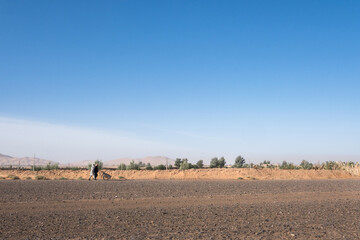 Obraz premium Two peasant women walk with a wheelbarrow along the edge of an agricultural plantation in the middle of the desert. The day is sunny and in the background are the dunes of the Moroccan desert