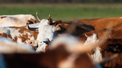 Naklejka premium Part of cows head with horns in selected focus in herd, horns of cows in herd