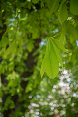 green leaves background