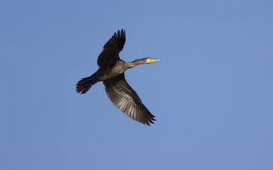 Cormorant with outstretched wings, cormorant in flight with outstretched wings, large black bird in...