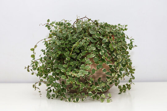 Ficus pumila variegata "white sunny"