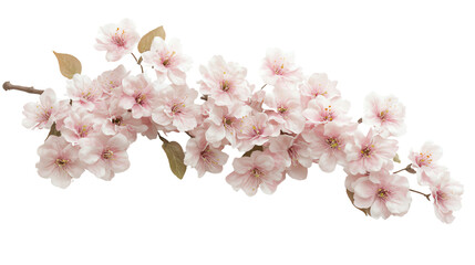 A branch of delicate pink cherry blossoms against a white background.