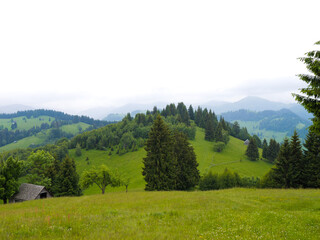 Panorama of the beautiful rural landscape of Romania. Panoramic view of the mountains with fir trees and grass in Romania.