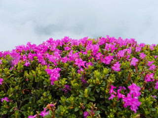 Obraz premium Rhododendron pink flowers photographed on top of the Bucegi mountains.
