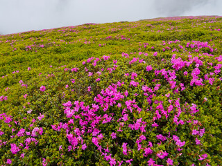 Fototapeta premium Rhododendron pink flowers photographed on top of the Romania Bucegi mountains.