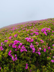 Obraz premium Rhododendron pink flowers on a peak from Bucegi.
