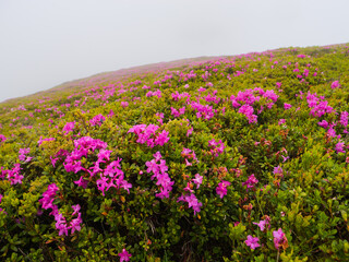 Obraz premium Magic pink rhododendron flowers on a peak from Bucegi.