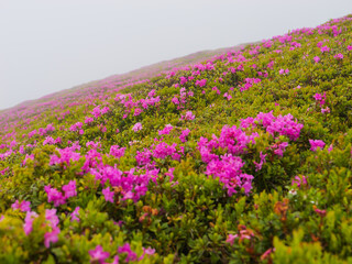 Obraz premium Beautiful red rhododendron flowers. Vibrant photo wallpaper. Image of exotic landscape. Discover the beauty of earth.