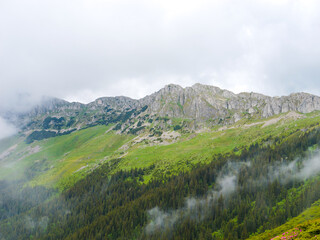 Forest against the backdrop of a mountain range.