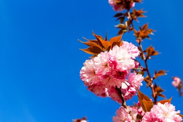Prunus serrulata or Japanese cherry pink April blossoms partial view, selective focus, blurred background
