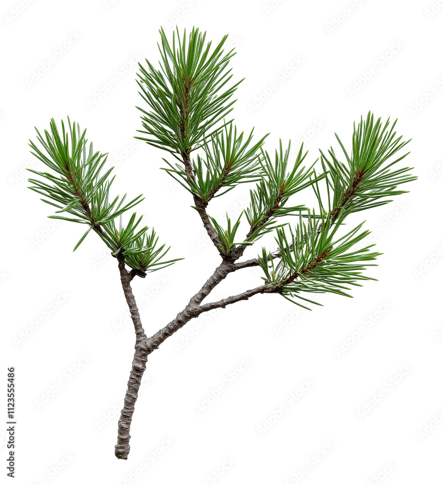 Poster pine tree branch with green needles isolated on transparent background