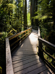 Inspiring lush rainforest of Cathedral Grove on Vancouver Island, British Columbia, Canada