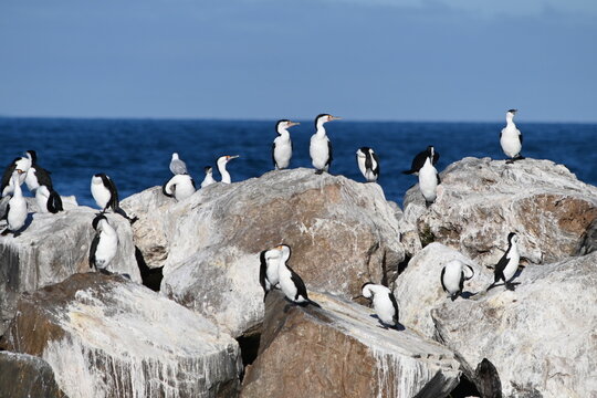 cormorani uccelli
