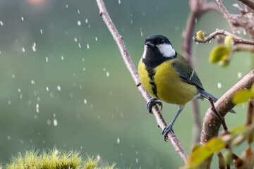  Una cinciallegra (Parus major) è appollaiata su un ramo inclinato in una giornata nevosa.