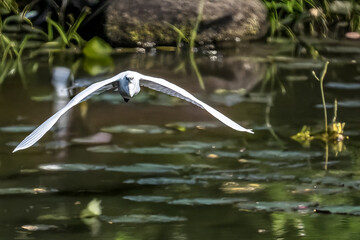  Una garzetta (Egretta garzetta) vola bassa sopra lo stagno in posizione frontale.