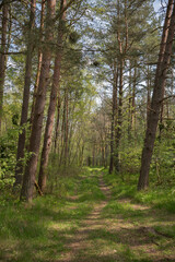 Obraz premium The road in the forest