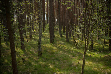 Fototapeta premium trees in the forest