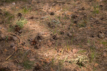 Fototapeta premium cones and pine needles