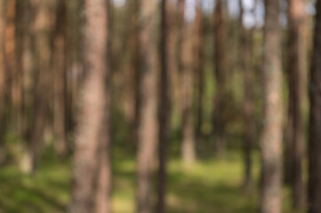 Obraz premium forest in the morning blur background