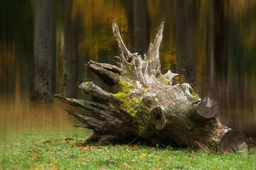 beautiful park landscape with an old stump in autumn