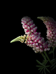 pink lupines on a black background
