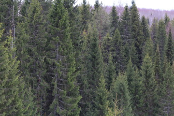 Fototapeta premium coniferous forests of northeastern Europe in late winter