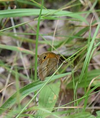 Papillon mâle Myrtil, Meadow Brown (Maniola jurtina) posé dans l'herbe.