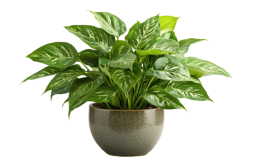 Vibrant green plant in decorative pot, white isolated background