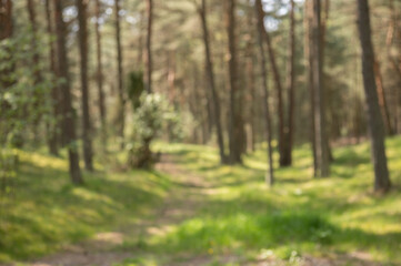 forest in the morning blur background