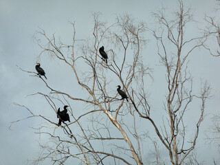 Cormorants drying their feathers on a eucalyptus tree near the sea.