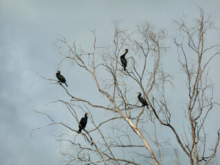 Cormorants drying their feathers on a eucalyptus tree near the sea.