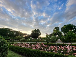 Rosengarten, Volkspark Humboldthain, Sonnenuntergang, Romantik, Berlin