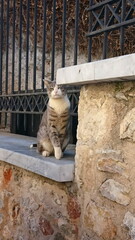 Athens, Greece - 30.3.2018: A charming tabby cat sitting on a marble ledge against a rustic stone wall and black metal fence with a relaxed posture and serene expression conveying warmth